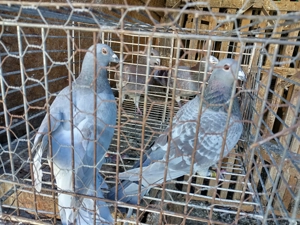 Vand porumbei voiajori perechi sau individual - imagine 5