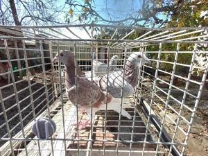 Vand porumbei voiajori perechi sau individual - imagine 4