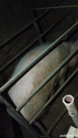 vând scroafă  - imagine 4