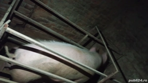 vând scroafă  - imagine 3