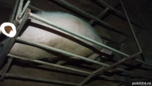 vând scroafă  - imagine 2