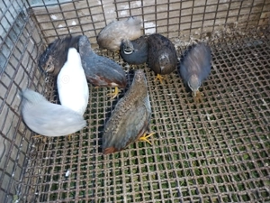 Vand prepelite Chinezesti 