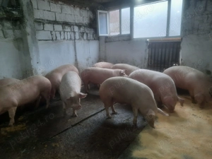 Vand porci de tara Arges  - imagine 2