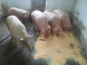 Vand porci de tara Arges  - imagine 5