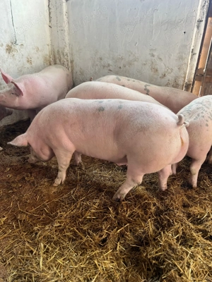 Vand porci de tara Arges  - imagine 4