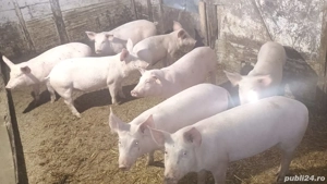 vând 15 purcei de  11 săptămâni 