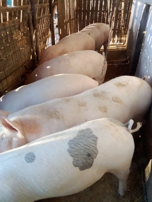 Porci de vanzare