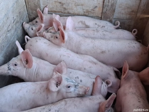 vând 9 purcei de 12 săptămâni  20-25  kg