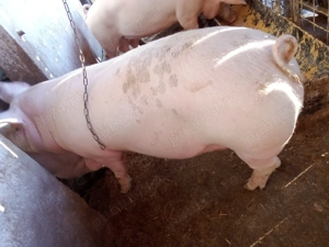 Porci de vanzare - imagine 2