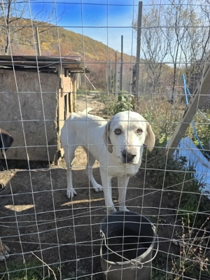 Vand femela metis alabai