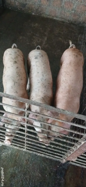 Grasuni bio - imagine 4