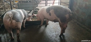 Vand porci pentru sacrificat - imagine 2
