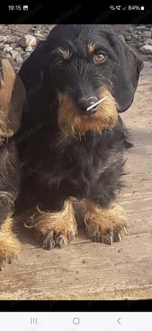 Femellateckel sarmos cu pedigree