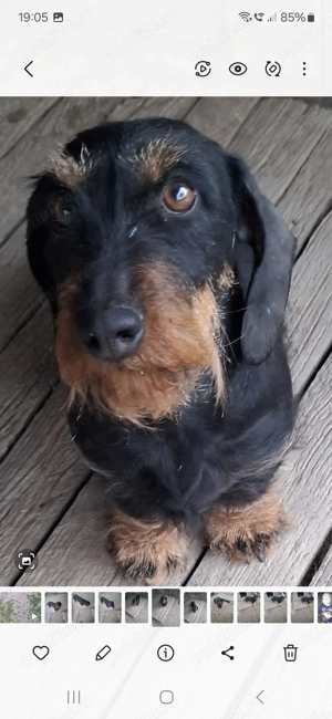 Femellateckel sarmos cu pedigree - imagine 2