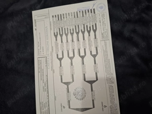 Femellateckel sarmos cu pedigree - imagine 4