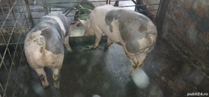 Vand porci pentru sacrificat - imagine 3