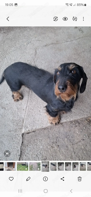 Femellateckel sarmos cu pedigree - imagine 3