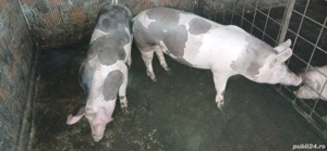 Vand porci pentru sacrificat - imagine 4