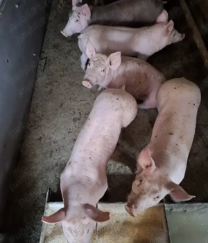 Disponibil șoldani rasa de carne 