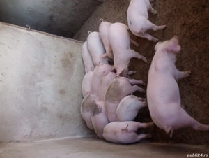 purcei de vânzare  - imagine 2