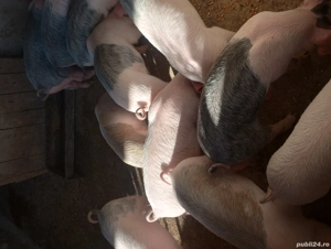 purcei de vânzare  - imagine 4