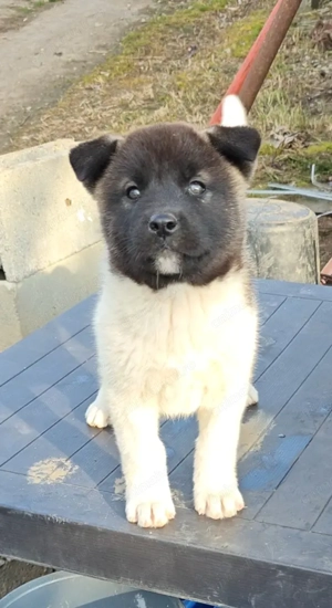 Akita American 