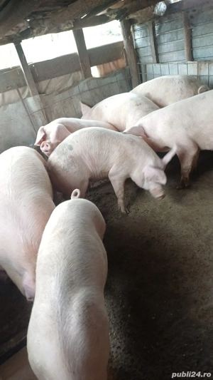 vând porci de casa crescuți bio  - imagine 3