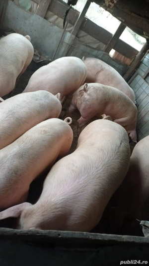 vând porci de casa crescuți bio 