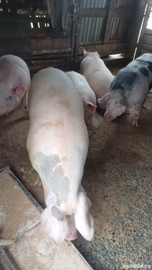 vând porci de casa crescuți bio  - imagine 5