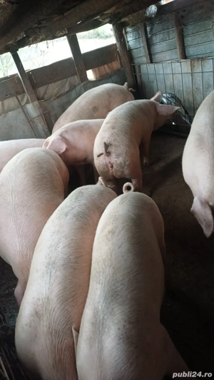 vând porci de casa crescuți bio  - imagine 2