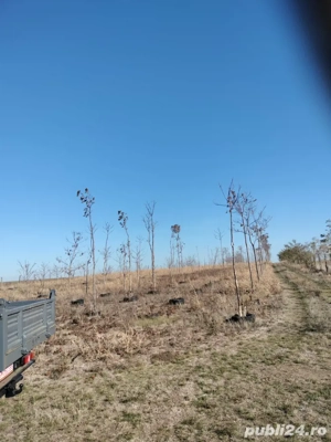 Butasii si pomi paulownia