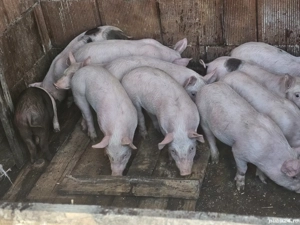 vând 12  purcei de 8 săptămâni rasa de carne 