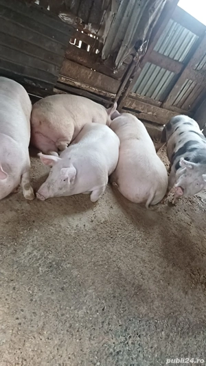 vând porci de casa crescuți bio  - imagine 4