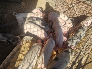 Vând purcei pentru crescut