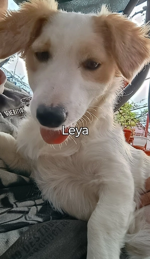 Pentru adopție - căutăm căsută și Om bun - imagine 2