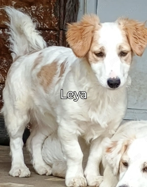 Pentru adopție - căutăm căsută și Om bun - imagine 5