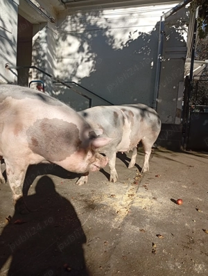 Porci rasa pietran  - imagine 2