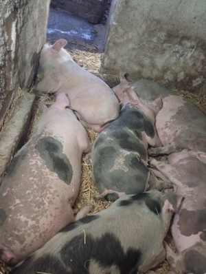 Porci rasa pietran  - imagine 2