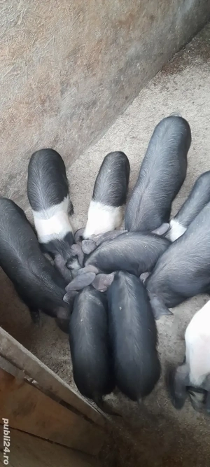 grăsunași marele alb (4 buc), bazna 10 buc.