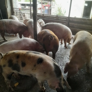 Porci pentru Craciun 