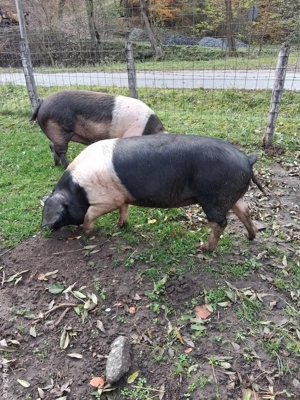 Scroafe Bazna  - imagine 2