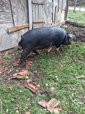 Scroafe Bazna  - imagine 4