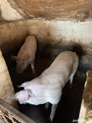 porc pentru sacrificat  - imagine 3