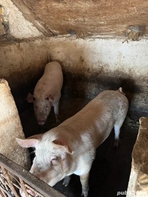 porc pentru sacrificat  - imagine 2