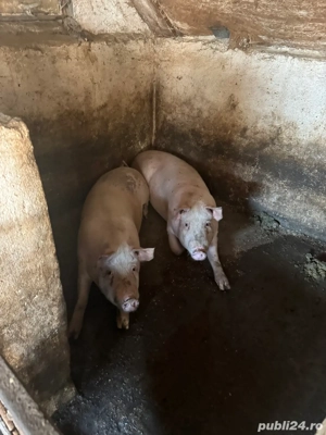 porc pentru sacrificat 