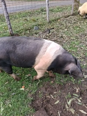 Scroafe Bazna  - imagine 5