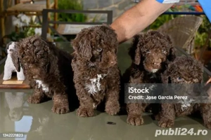 pui lagotto ciocolata