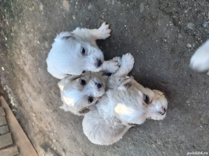 Căței bichonii - imagine 1 Căței bichonii - imagine 1