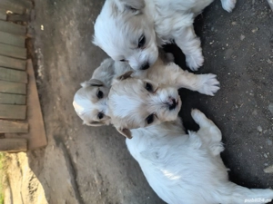 Căței bichonii - imagine 2 Căței bichonii - imagine 2