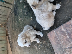 Căței bichonii - imagine 5 Căței bichonii - imagine 5